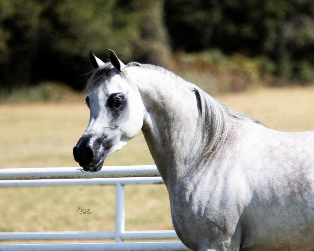 Purebred Gelding Sales